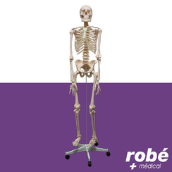 Squelette humain avec muscles peints-200 os, parties amovibles avec support  à roulettes et housse à poussiere- modèle anatomique, squelette articulé
