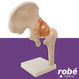 Modle anatomique de l'articulation de la hanche avec ligaments