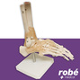 Squelette du pied avec articulations et ligaments - Taille reelle
