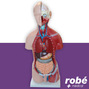 Modle anatomique de torse bisexue en 23 parties - 45 cm
