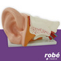 Modle anatomique d'oreille geante, agrandie 5 fois en 6 parties